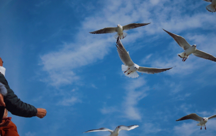 明年的拼音_明年零成本赚钱好商机_明年是什么意思