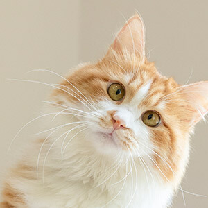 大学生校园高利贷法律咨询_在网上放贷款赚钱_大学生小额放款违法