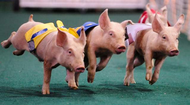 山东今日仔猪价格行情预测_生猪养殖行业变革_山东新型放养模式