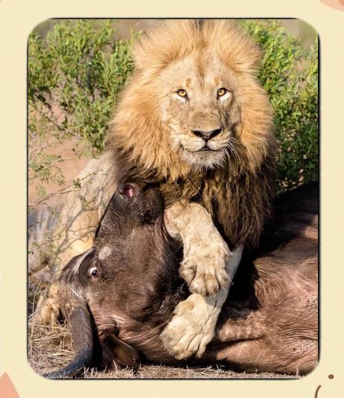 狮子捕猎智慧与外汇交易高胜算原理，你知道多少？