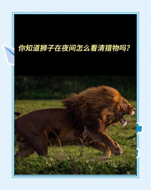 狮子捕猎外汇交易_短线操盘技术_高胜算交易策略