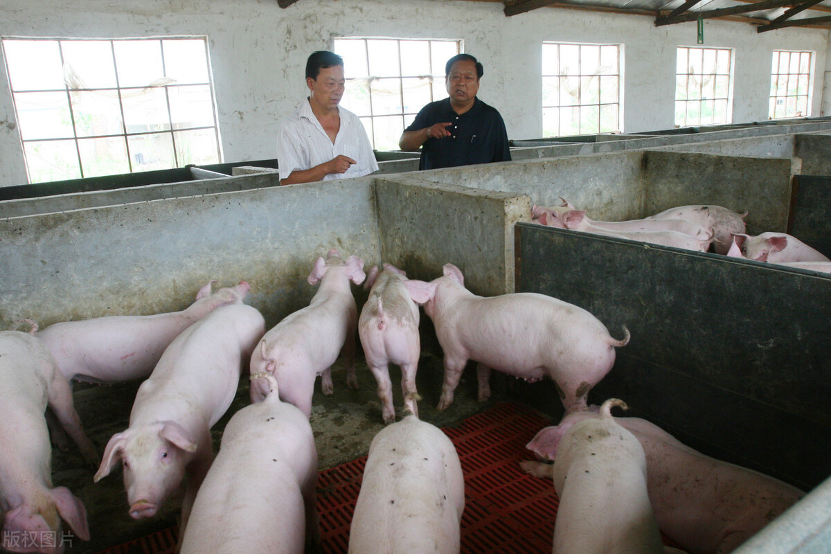 仔猪价格下跌原因分析_中秋后猪价上涨可能性_山东今日仔猪价格行情预测