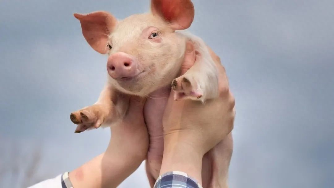 5月中下旬生猪价格跌出新低！仔猪行情止涨转跌？