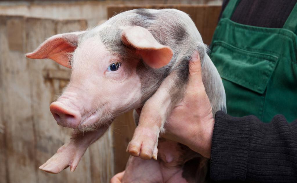 5月仔猪价格走势分析_山东今日仔猪价格行情预测_生猪价格跌出新低