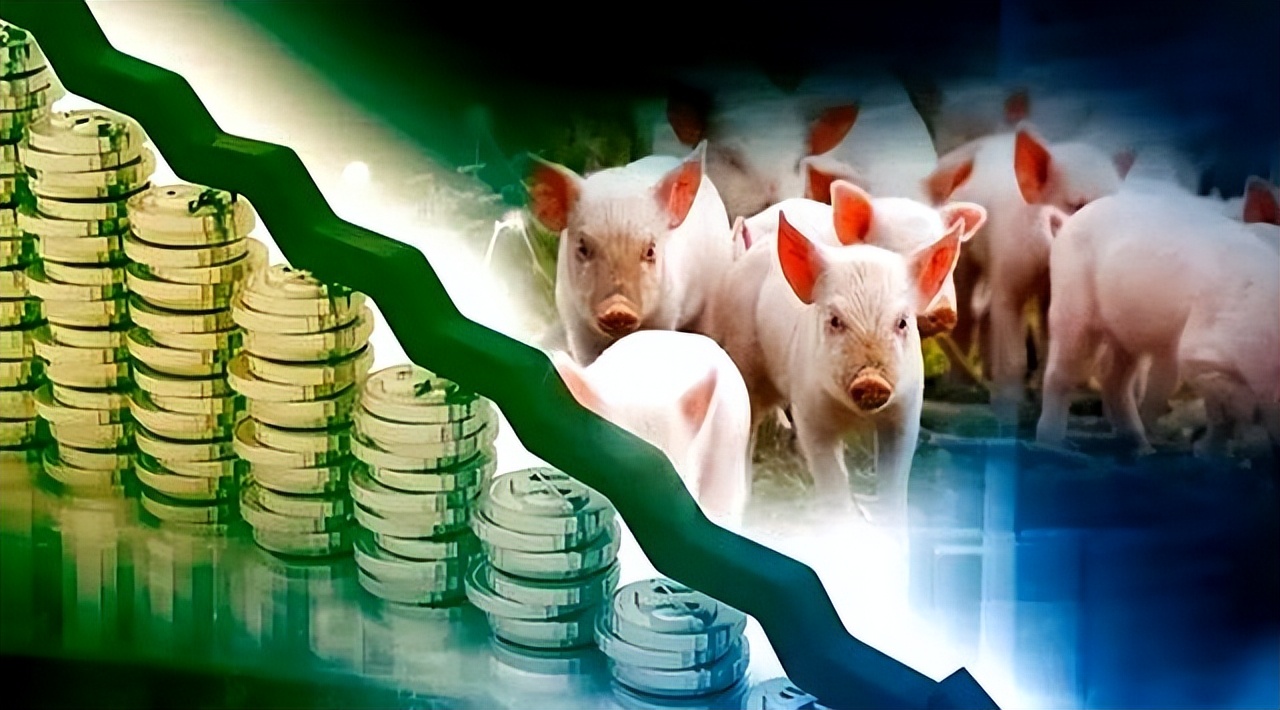 山东今日仔猪价格行情预测_猪价横盘仔猪跳水分析_6月19日15公斤仔猪价格下跌