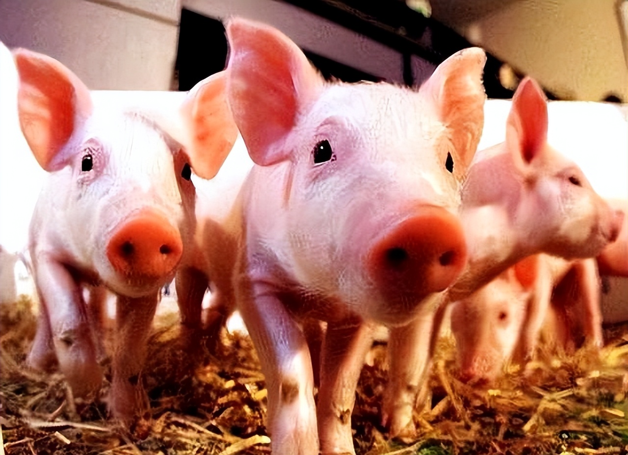 6月19日15公斤仔猪价格下跌_猪价横盘仔猪跳水分析_山东今日仔猪价格行情预测