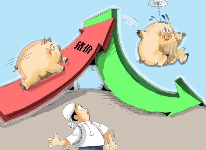 仔猪育肥亏损_猪肉价格下跌_山东今日仔猪价格行情预测