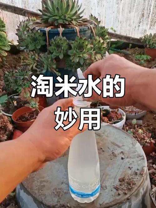 淘米水是好肥料，发酵后更佳！浇灌植物效果竟然这么好？