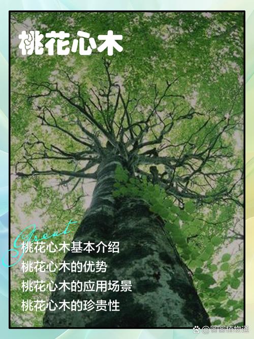 非洲桃花心木产地_桃花心木种类_非洲楝和大叶桃花心木