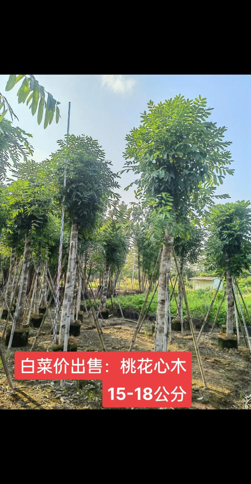 非洲楝和大叶桃花心木_桃花心木种类_非洲桃花心木产地