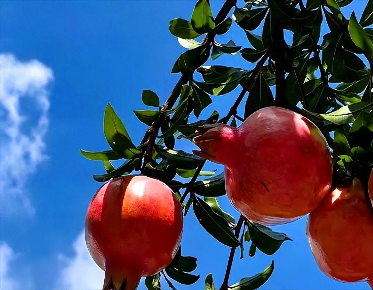 早盘同花顺难寻涨停踪迹，股价跌宕，筹码易主惊心动魄