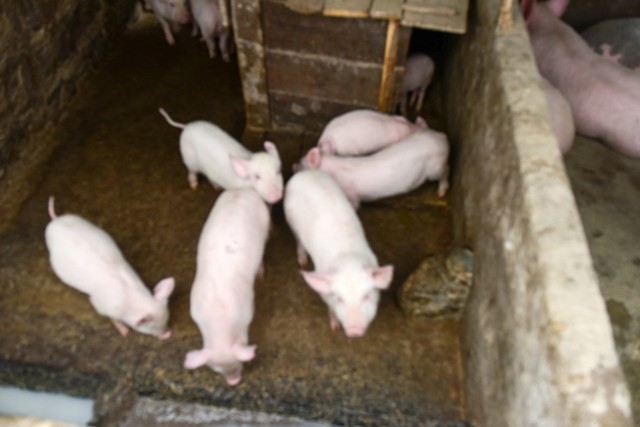 猪价低迷原因_养猪成本控制_农户如何养猪赚钱