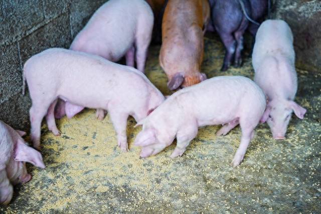 农户如何养猪赚钱_猪周期变化趋势_2026年猪价行情分析