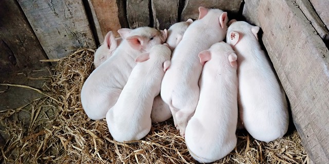 2026年猪价行情分析_农户如何养猪赚钱_猪周期变化趋势