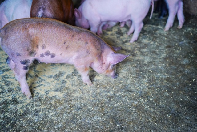 2026年猪价行情分析_农户如何养猪赚钱_猪周期变化趋势