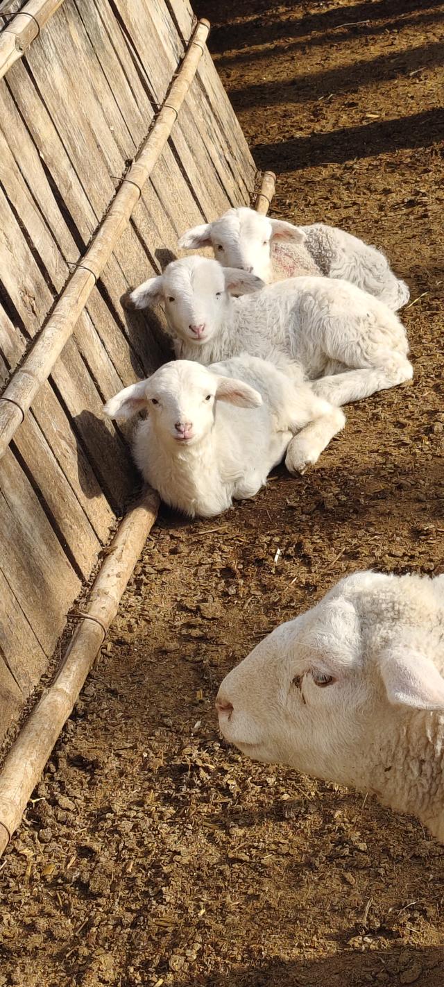 农户如何养猪赚钱_76岁老农养羊年赚一万_农村低成本养羊