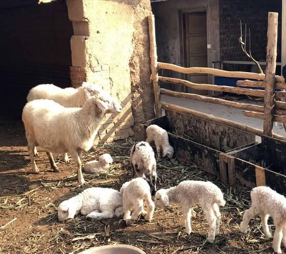 农户如何养猪赚钱_农村低成本养羊_76岁老农养羊年赚一万